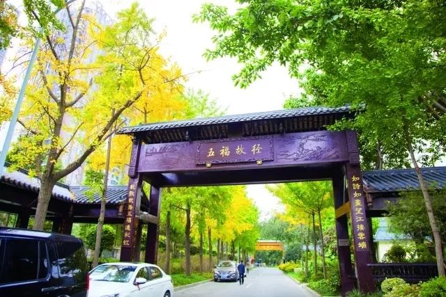 成都锦江边最漂亮的银杏,成都银杏美图