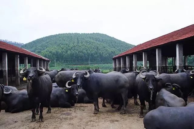 一条拼团|“百菲酪”水牛奶,日东红茶经典奶茶