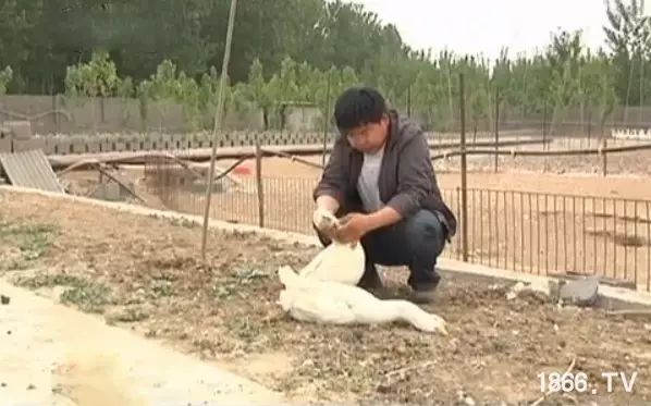 致富经马印明养鹅视频,马印明养鹅技术视频