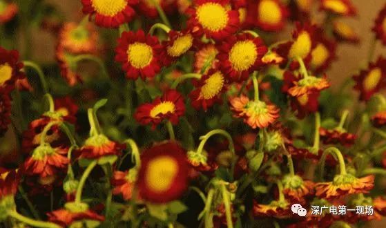 深圳东湖公园菊花展结束,深圳东湖公园菊花展延期