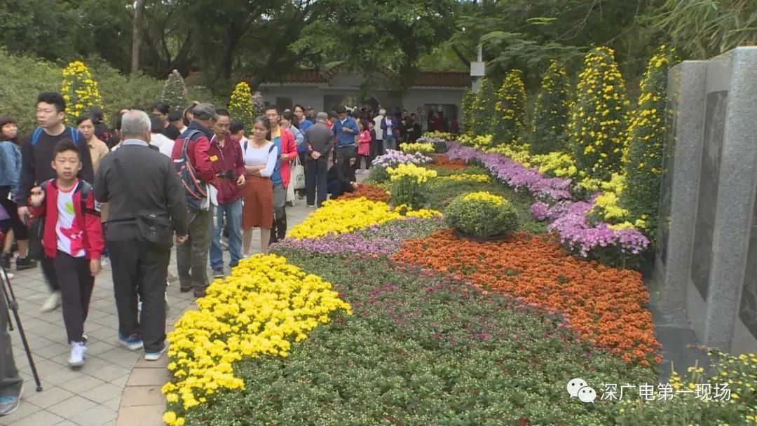 深圳东湖公园菊花展结束,深圳东湖公园菊花展延期