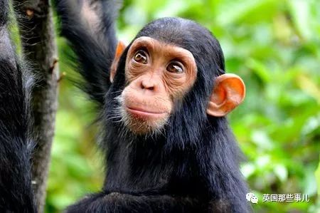 兔兔这么可爱为什么要吃它,兔兔这么可爱为什么要吃兔兔呢