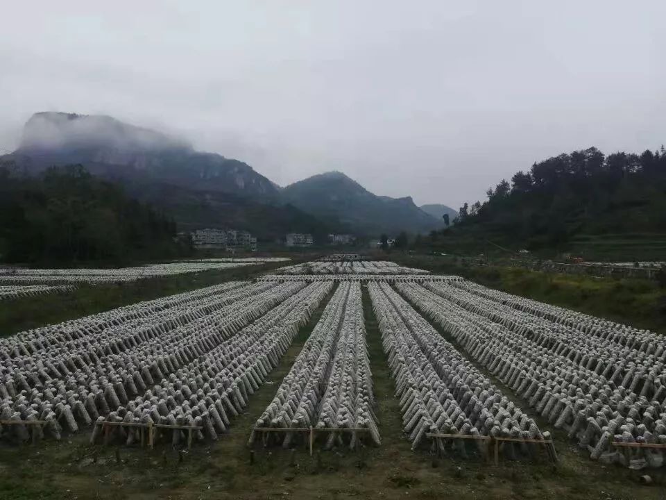 飞来横祸飞来横财,飞来横财到家门