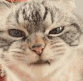 pola最值得买的套装,pola哪个颜色最好看