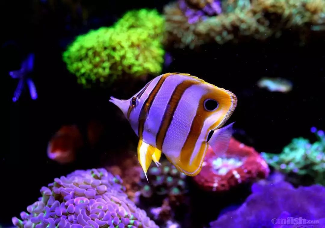 海水小百科紫月神仙鱼,海水小百科扁脑珊瑚