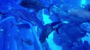 四川居然有一片蓝色海洋,成都蓝色海洋