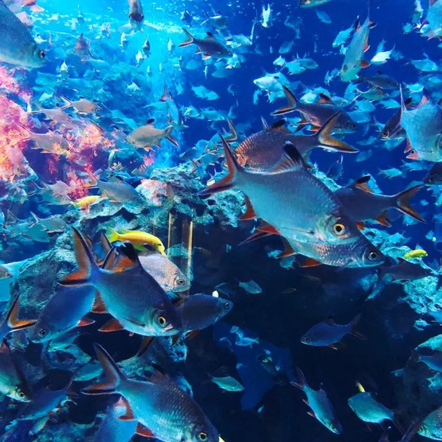 四川居然有一片蓝色海洋,成都蓝色海洋