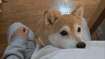 南京麒麟门打狂犬疫苗的地方,南京秦淮区狂犬疫苗在哪里打