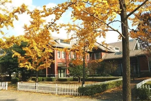 银杏打卡景点,成都周边打卡最美银杏观赏地