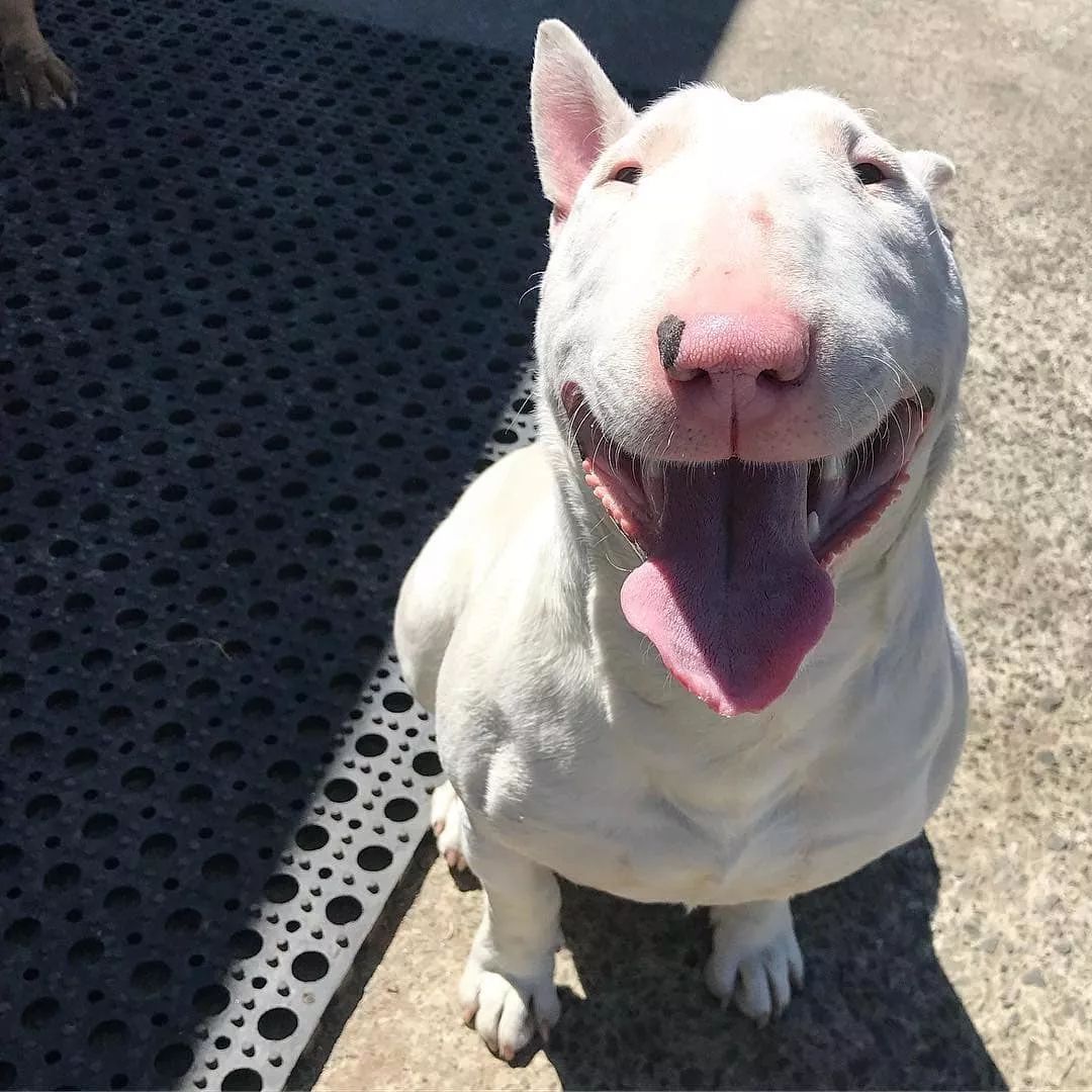 五个月的牛头梗好养吗,牛头梗这么丑为什么还有人养