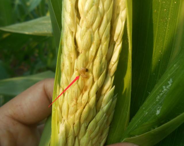 玉米叶片有黄点咋治,玉米叶片有黄色的小点怎么回事