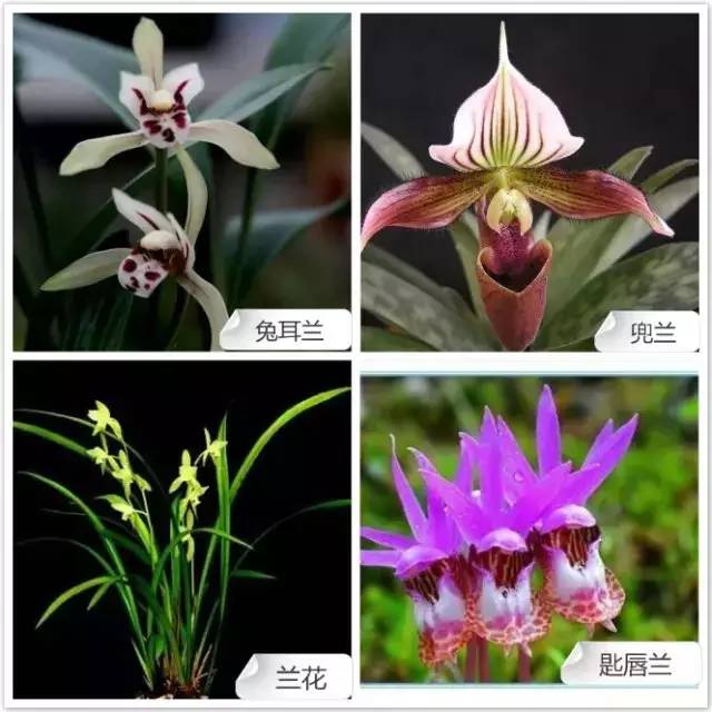 爱开花的兰花有哪些,春夏季开花的兰花种类大全
