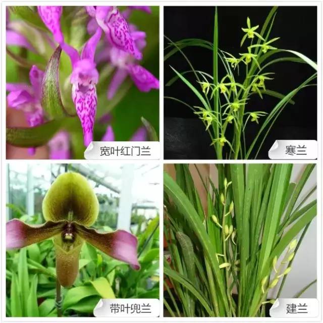 爱开花的兰花有哪些,春夏季开花的兰花种类大全