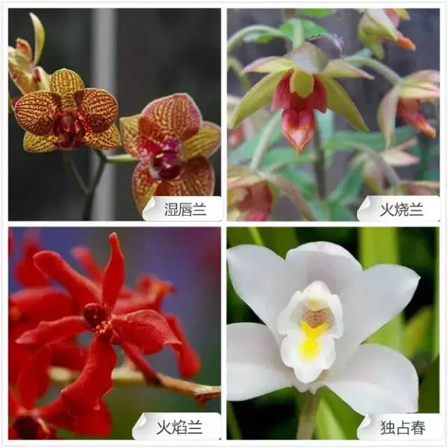 春夏季开花的兰花种类大全,花期比较长的兰花有哪几种