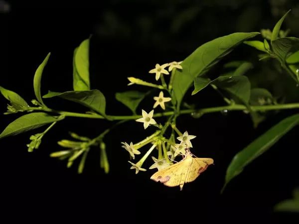 记忆里的那些花儿|夜来香,我为你思量……