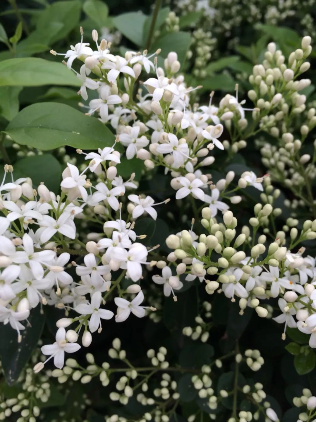 记忆里的那些花儿|夜来香,我为你思量……