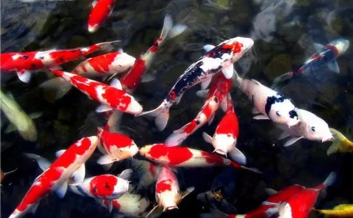 2018年10大网络流行语锦鲤,锦鲤2018十大流行语介绍