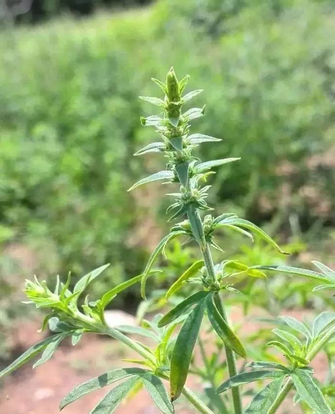 「百草园」芳香之息不减神奇药效——裂叶荆芥(八十四)