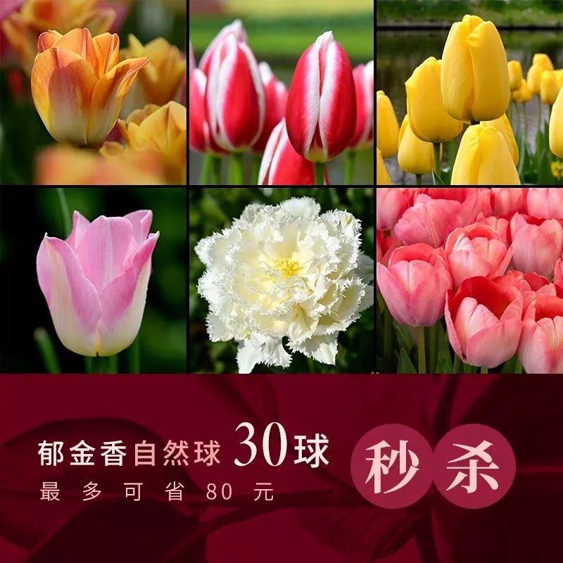 闲时赏花听歌静时看书喝茶,一处悠闲安静的好去处