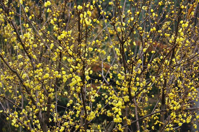 腊梅花的香味沁人心脾,腊梅花开香味扑鼻