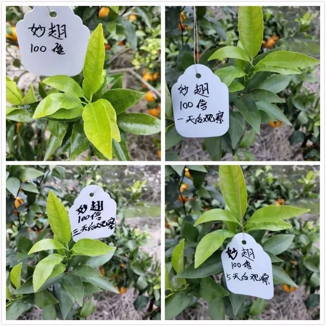 植保技术革命！有机硅、精油、有机氟等，谁将主宰500亿农业助剂市场？