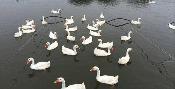 鹅的养殖技术及饲养管理,养殖大鹅的前景如何