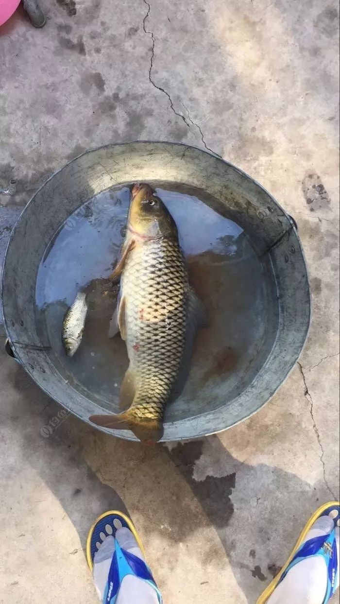 最简单的调漂方法黑坑,调漂最快最简单实用新手入门黑坑