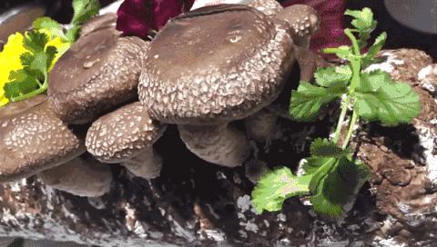 担心!这家哈达店的菜花紫甘蓝,那家地利生鲜的韭菜,还有这些家的菠菜油菜老黄瓜……丨13批次菜肉抽检腐霉利、毒死蜱检出不合格