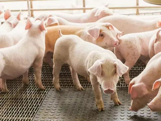 一根广式腊肠50克左右,一根广式腊肠500左右