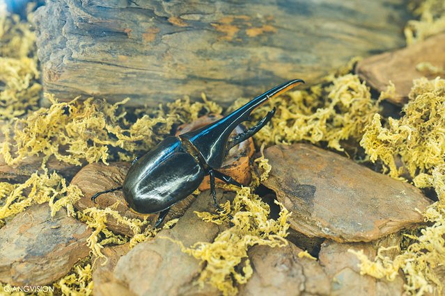 成都怎么玩一天一夜,如何在成都耍一天