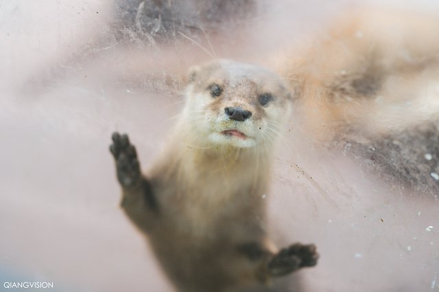 成都怎么玩一天一夜,如何在成都耍一天