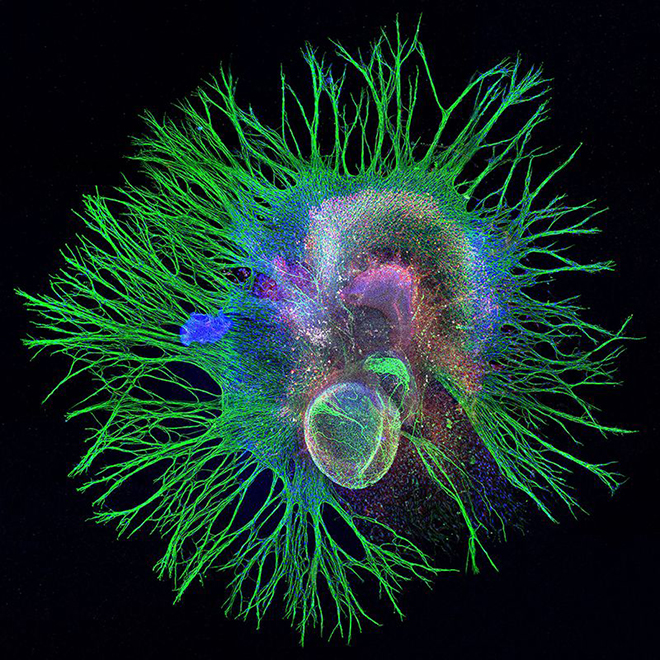 Nature：2018年度图片揭晓，中国克隆猕猴入选