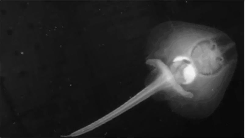 Nature：2018年度图片揭晓，中国克隆猕猴入选