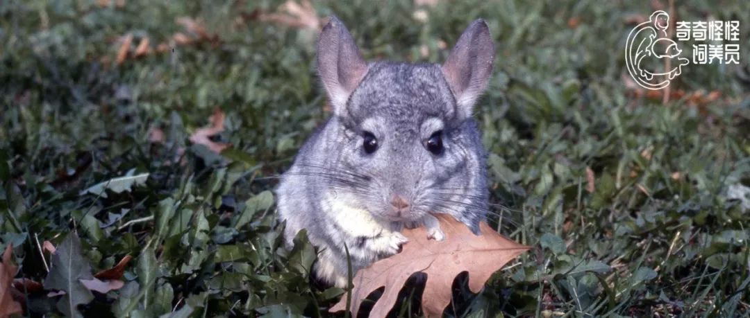 澳大利亚袋鼠手撕铁桶,袋鼠徒手捏爆铁桶
