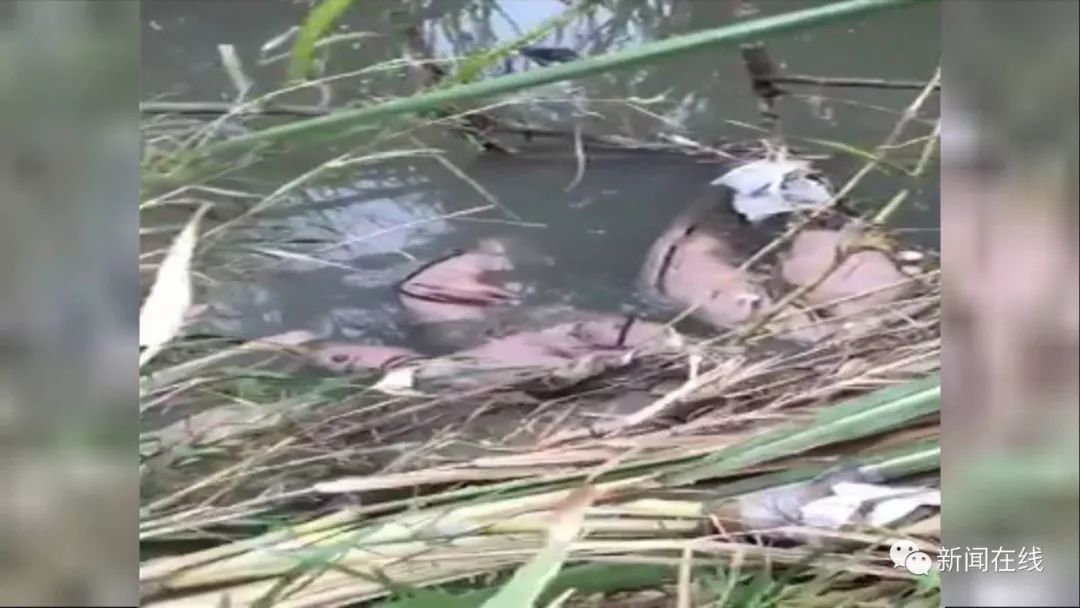 柳州自闭症男孩走失最新消息,自闭症孩子走失6个月完整视频