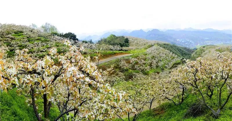 遵义市景区免费名单,遵义景区最新消息