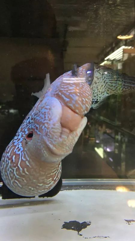 罗汉鱼脱肛严重还有救吗,罗汉鱼失鳔症的鱼恢复要多久