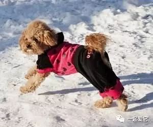 冬季狗狗护理注意事项