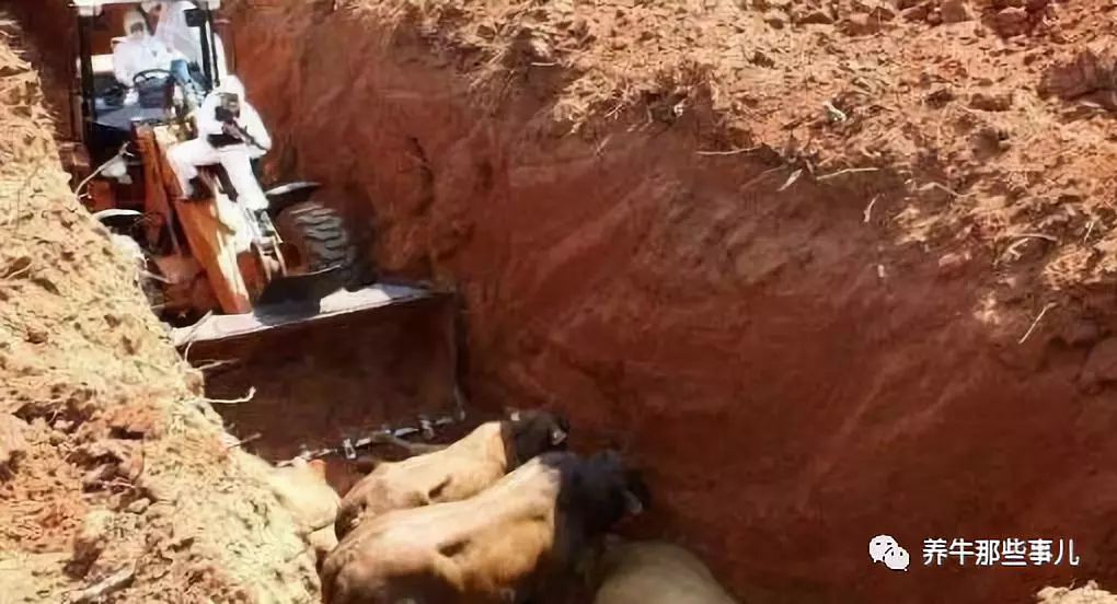 口蹄疫3天病死7头牛怎么治疗