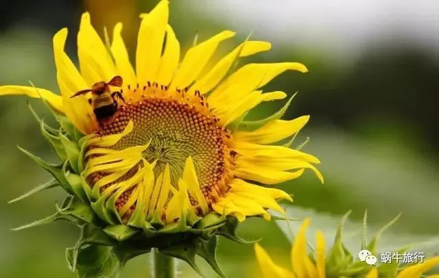 上林葵花节景点,广西上林葵花文化旅游节