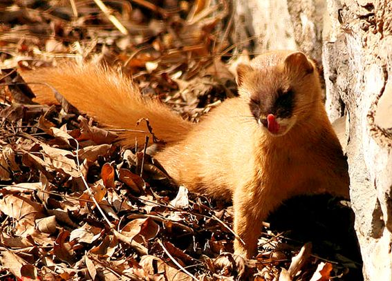 他做了15年自然测量员，只为得到更好的荒野