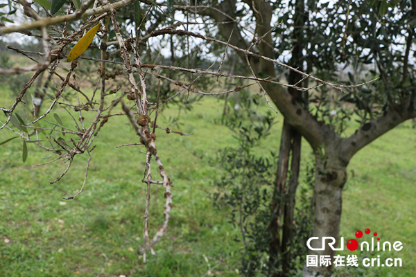 2019年因极端气候引发的损失,2018年以来极端天气灾害事件分析