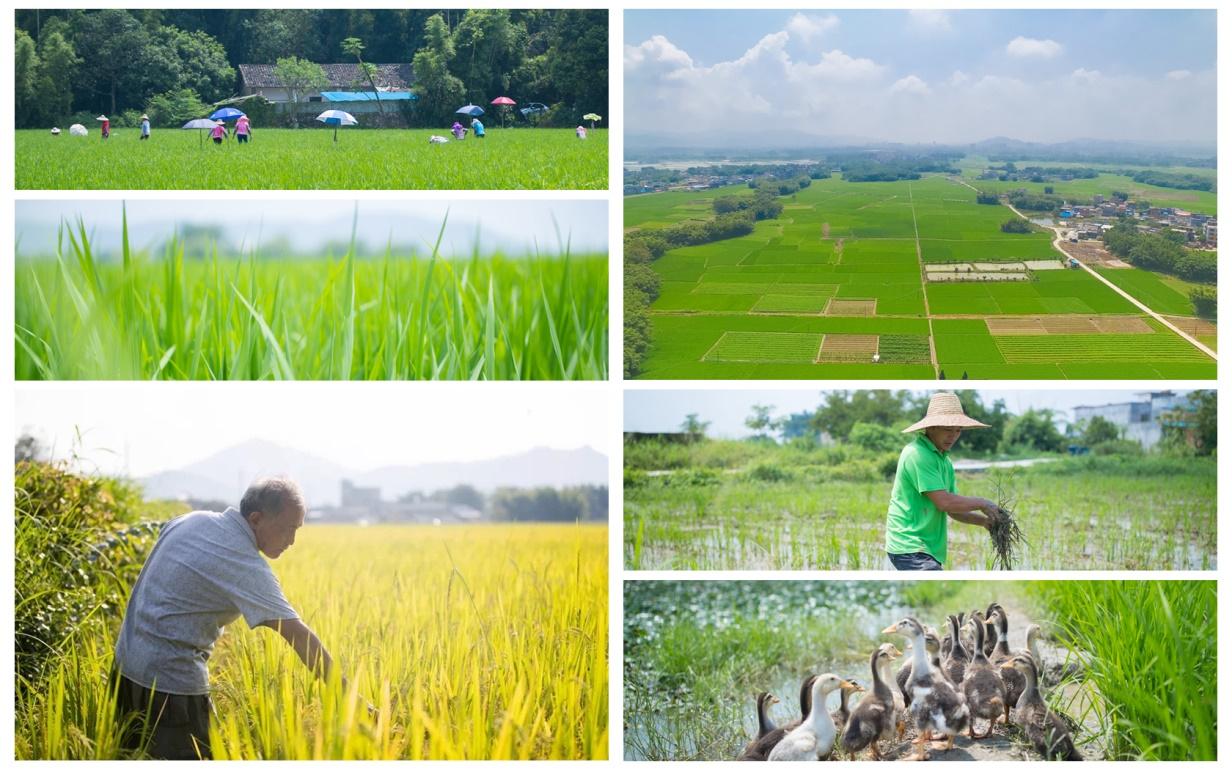 共创美好生活佳兆业遍结慈善之果