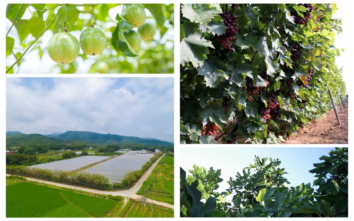 共创美好生活佳兆业遍结慈善之果