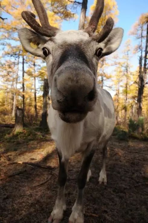 吃圣诞大餐，装扮圣诞树，期待一个红帽子、白胡子的人送圣诞礼物