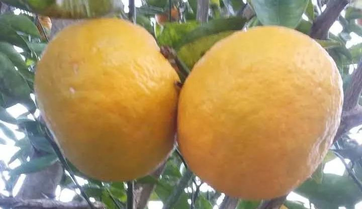 云南保山美食糖渣,保山吃食