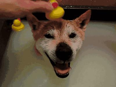 高温天气怎么让狗狗避暑,高温天气如何给狗狗降温