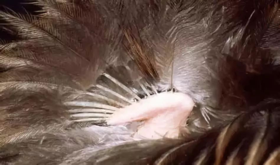 新西兰的国鸟竟是如此模样,新西兰的国鸟是哪种奇特无比的鸟