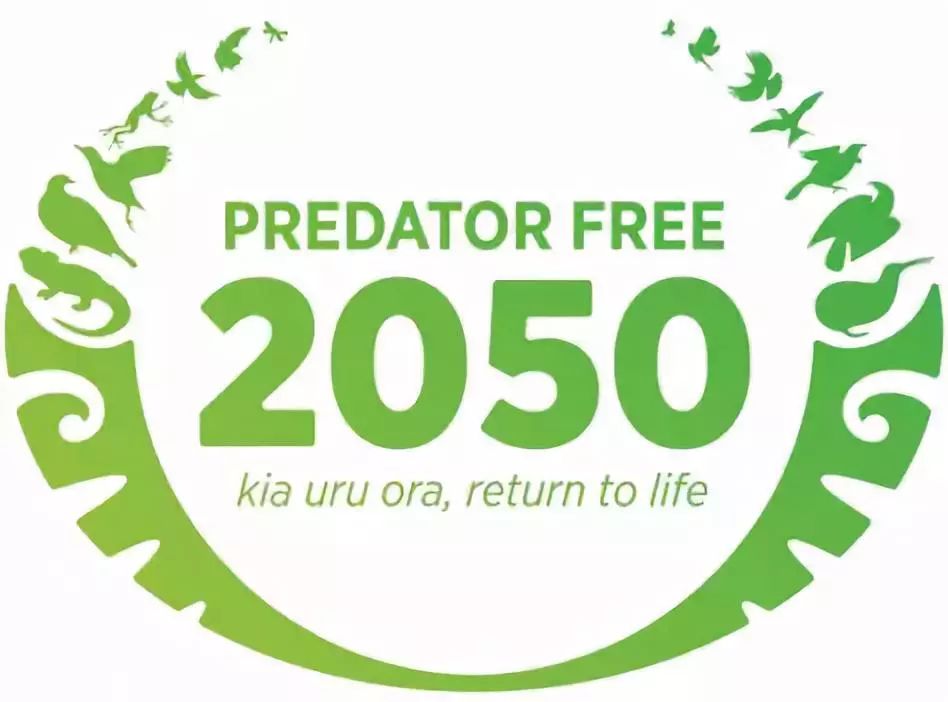 新西兰的国鸟竟是如此模样,新西兰的国鸟是哪种奇特无比的鸟