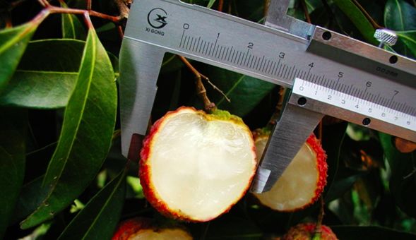 2020网红水果有哪些,盘点2018十大网红水果